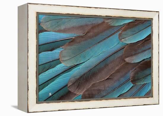 Kingfisher Wing Feathers-Darrell Gulin-Framed Premier Image Canvas