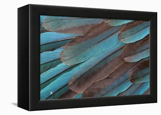 Kingfisher Wing Feathers-Darrell Gulin-Framed Premier Image Canvas