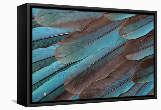 Kingfisher Wing Feathers-Darrell Gulin-Framed Premier Image Canvas