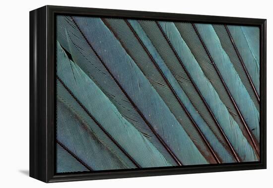 Kingfisher Wing Feathers-Darrell Gulin-Framed Premier Image Canvas