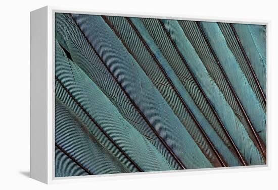 Kingfisher Wing Feathers-Darrell Gulin-Framed Premier Image Canvas