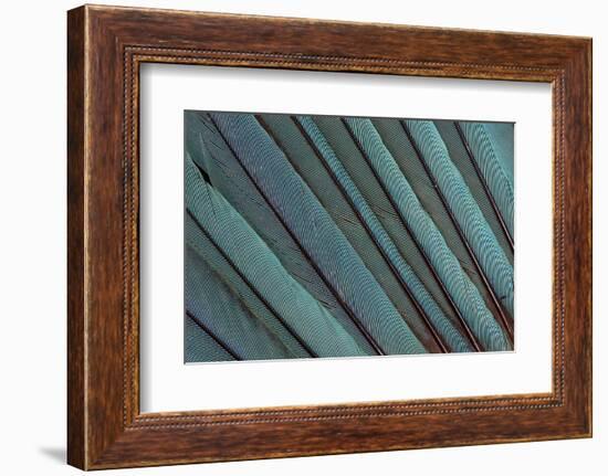 Kingfisher Wing Feathers-Darrell Gulin-Framed Premium Photographic Print