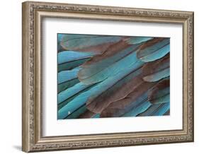 Kingfisher Wing Feathers-Darrell Gulin-Framed Photographic Print