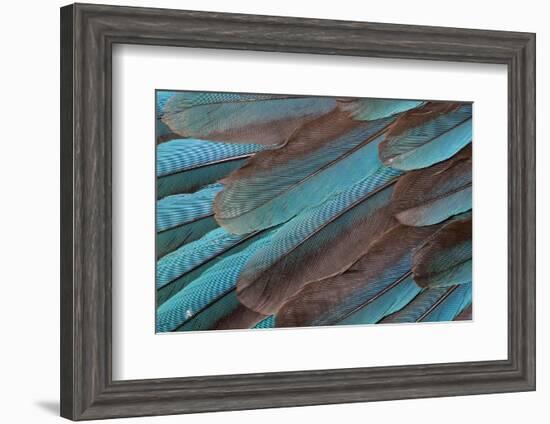 Kingfisher Wing Feathers-Darrell Gulin-Framed Photographic Print