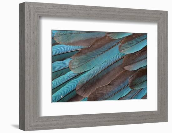 Kingfisher Wing Feathers-Darrell Gulin-Framed Photographic Print