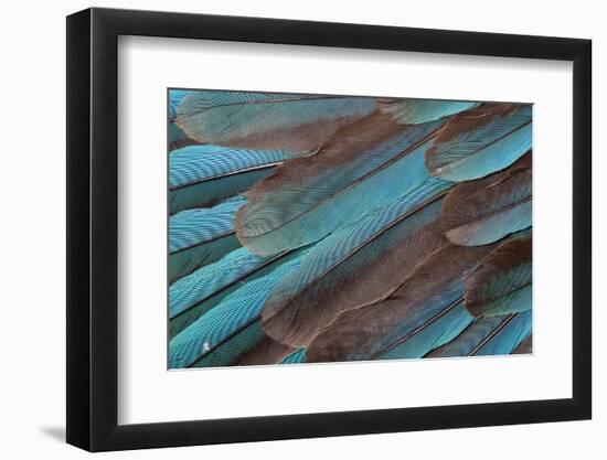 Kingfisher Wing Feathers-Darrell Gulin-Framed Photographic Print