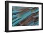 Kingfisher Wing Feathers-Darrell Gulin-Framed Photographic Print