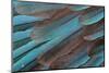 Kingfisher Wing Feathers-Darrell Gulin-Mounted Photographic Print