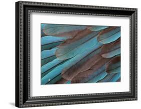 Kingfisher Wing Feathers-Darrell Gulin-Framed Photographic Print