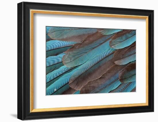 Kingfisher Wing Feathers-Darrell Gulin-Framed Photographic Print