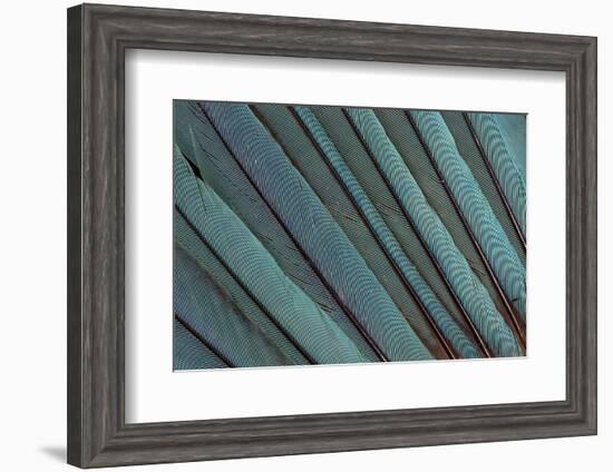 Kingfisher Wing Feathers-Darrell Gulin-Framed Photographic Print