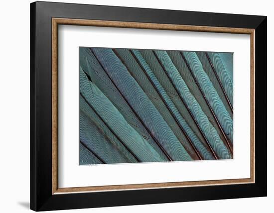 Kingfisher Wing Feathers-Darrell Gulin-Framed Photographic Print