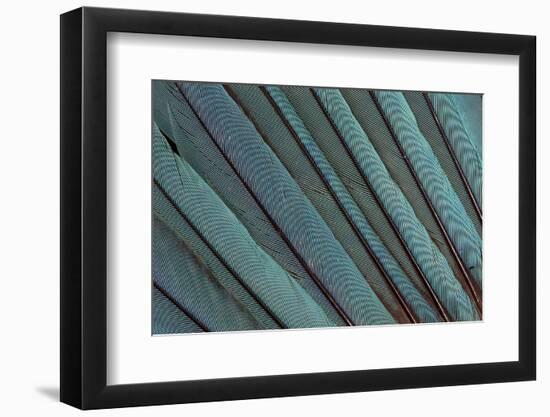 Kingfisher Wing Feathers-Darrell Gulin-Framed Photographic Print