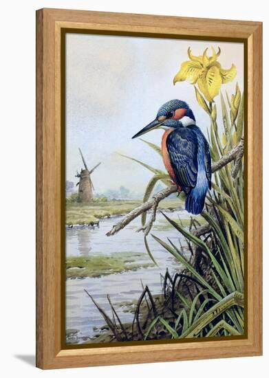 Kingfisher with Flag Iris and Windmill-Carl Donner-Framed Premier Image Canvas