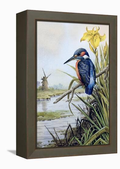 Kingfisher with Flag Iris and Windmill-Carl Donner-Framed Premier Image Canvas