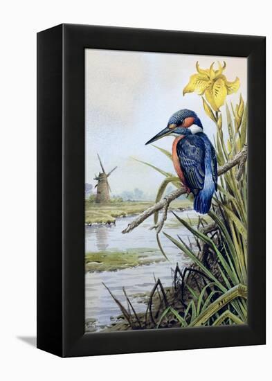 Kingfisher with Flag Iris and Windmill-Carl Donner-Framed Premier Image Canvas