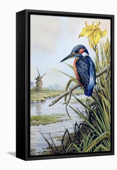 Kingfisher with Flag Iris and Windmill-Carl Donner-Framed Premier Image Canvas