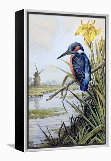 Kingfisher with Flag Iris and Windmill-Carl Donner-Framed Premier Image Canvas