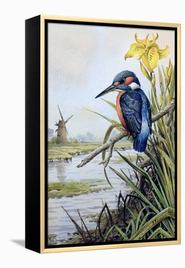 Kingfisher with Flag Iris and Windmill-Carl Donner-Framed Premier Image Canvas