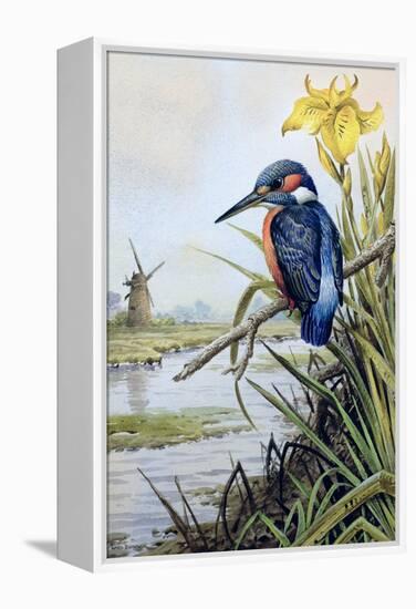 Kingfisher with Flag Iris and Windmill-Carl Donner-Framed Premier Image Canvas