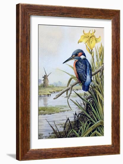 Kingfisher with Flag Iris and Windmill-Carl Donner-Framed Giclee Print