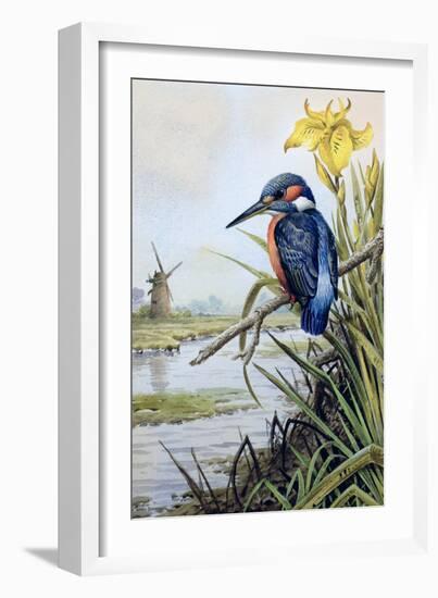 Kingfisher with Flag Iris and Windmill-Carl Donner-Framed Giclee Print