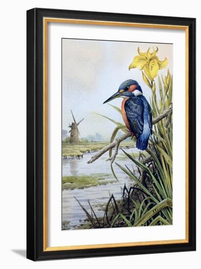 Kingfisher with Flag Iris and Windmill-Carl Donner-Framed Giclee Print