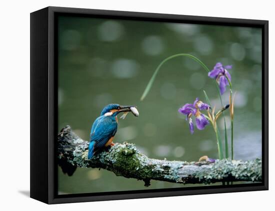 Kingfisher-null-Framed Premier Image Canvas