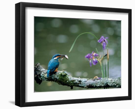 Kingfisher-null-Framed Photographic Print