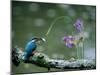 Kingfisher-null-Mounted Photographic Print