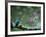 Kingfisher-null-Framed Photographic Print