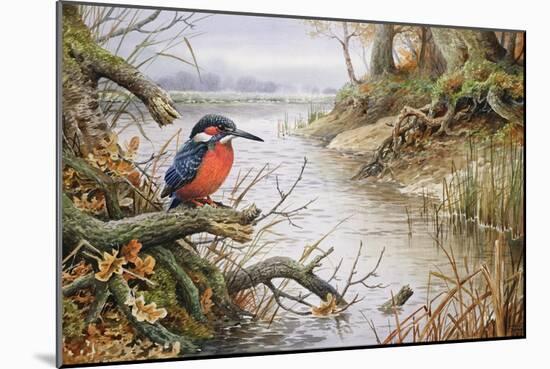 Kingfisher-Carl Donner-Mounted Giclee Print
