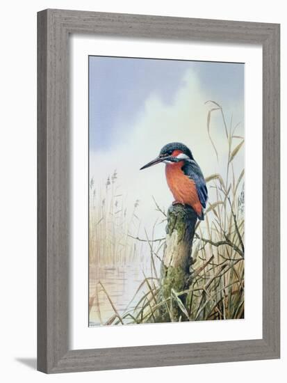 Kingfisher-Carl Donner-Framed Giclee Print