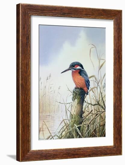 Kingfisher-Carl Donner-Framed Giclee Print