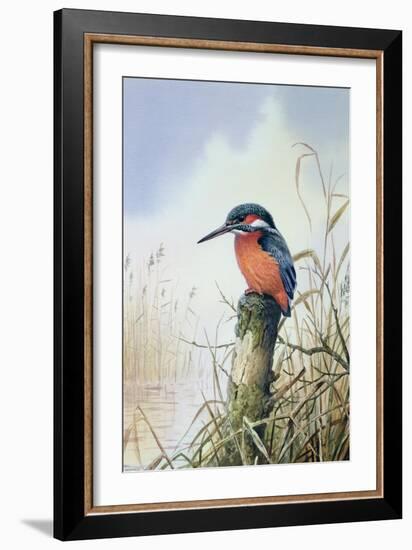 Kingfisher-Carl Donner-Framed Giclee Print