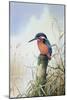 Kingfisher-Carl Donner-Mounted Giclee Print