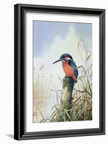 Kingfisher-Carl Donner-Framed Giclee Print