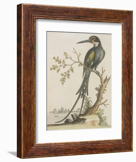 Kingfisher-null-Framed Giclee Print