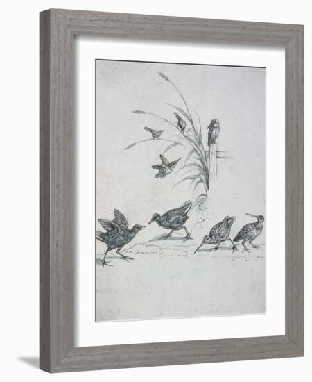 Kingfishers, Curlew and Other Birds, 17Th Century (Drawing)-Francis Barlow-Framed Giclee Print