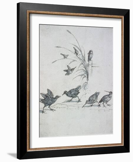 Kingfishers, Curlew and Other Birds, 17Th Century (Drawing)-Francis Barlow-Framed Giclee Print