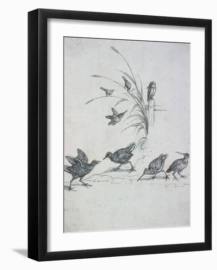 Kingfishers, Curlew and Other Birds, 17Th Century (Drawing)-Francis Barlow-Framed Giclee Print