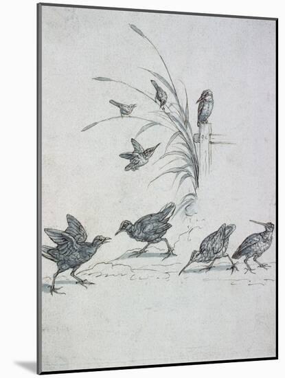 Kingfishers, Curlew and Other Birds, 17Th Century (Drawing)-Francis Barlow-Mounted Giclee Print