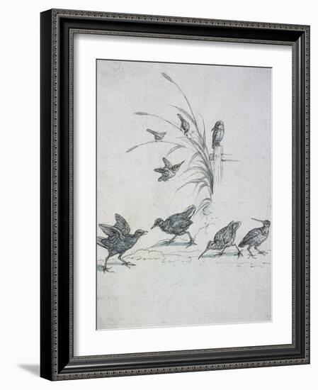 Kingfishers, Curlew and Other Birds, 17Th Century (Drawing)-Francis Barlow-Framed Giclee Print