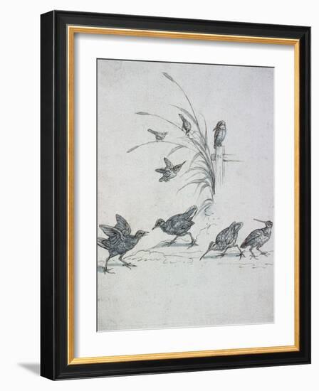 Kingfishers, Curlew and Other Birds, 17Th Century (Drawing)-Francis Barlow-Framed Giclee Print