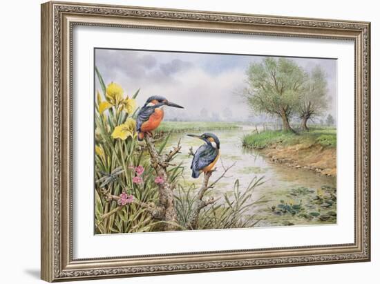 Kingfishers on the Riverbank-Carl Donner-Framed Giclee Print