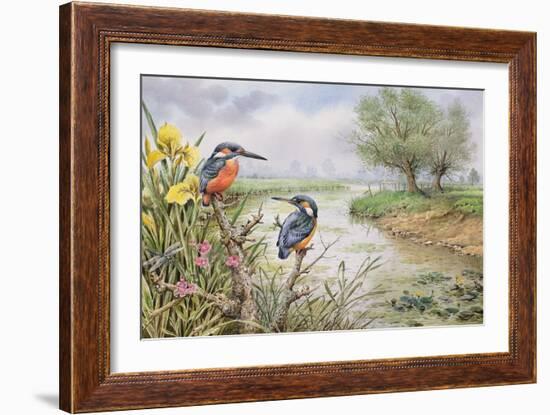 Kingfishers on the Riverbank-Carl Donner-Framed Giclee Print