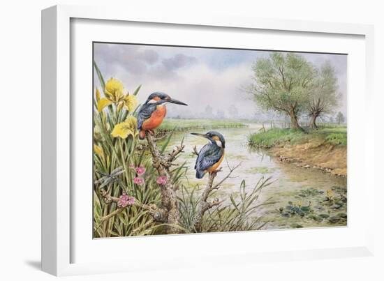 Kingfishers on the Riverbank-Carl Donner-Framed Giclee Print