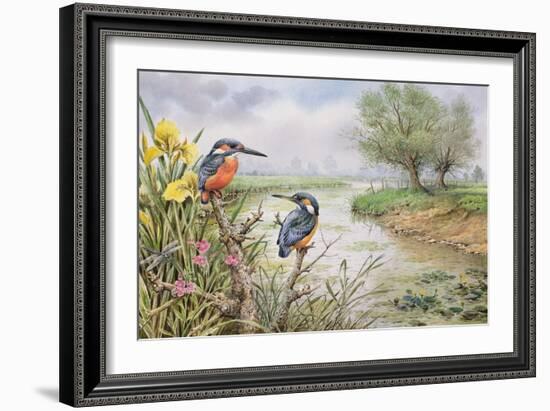 Kingfishers on the Riverbank-Carl Donner-Framed Giclee Print