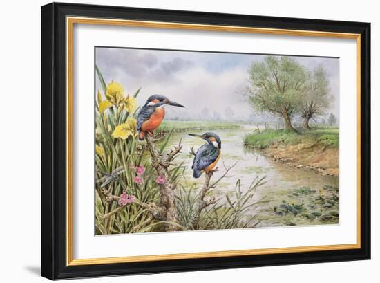 Kingfishers on the Riverbank-Carl Donner-Framed Giclee Print