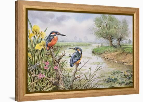 Kingfishers on the Riverbank-Carl Donner-Framed Premier Image Canvas